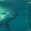 На Гавайях после укуса акулы умерла 20-летняя туристка