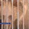 Киевский цирк обвиняют в издевательстве над медвежонком