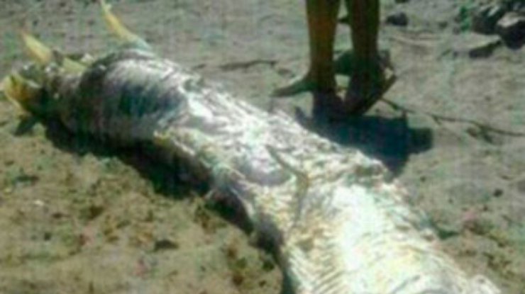 На пляже в Испании обнаружили морского "монстра"