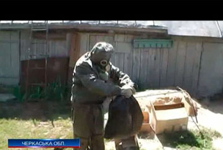 Черкасчину атакуют шершни