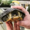 На Тайване задержали контрабандный груз из 2,5 тысячи черепах