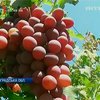 На Кировоградщине преподаватель компьютерных курсов выращивает 70 сортов винограда