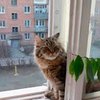 Жительнице Челябинска придется заплатить штраф за кота, упавшего из окна