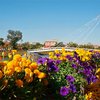 Цветочная клумба харьковских флористов побила мировой рекорд