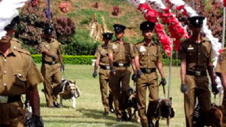 На Шри-Ланке прошла массовая собачья свадьба