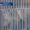 Киевский цирк-шапито издевается над медвежонком