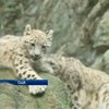 Пятимесячный снежный барс стал звездой зоопарка Нью-Йорка