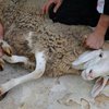 УЕФА запретила футбольным клубам совершать жертвоприношения