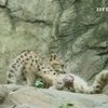 Зоопарк Нью-Йорка показал детеныша снежного барса
