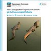 В Twitter появился микроблог сбежавшего в Екатеринбурге крокодила