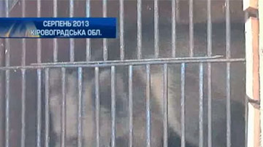 Киевский цирк-шапито издевается над медвежонком