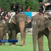 В Таиланде провели поло на слонах