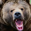 На Ивано-Франковщине медведица разодрала мужчине спину