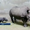 В чикагском зоопарке родился детеныш редкого черного носорога