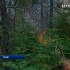 В Калифорнии лесные пожары добрались до ценных деревьев Йосемитского парка