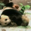 Пандам в американском зоопарке устроили зимний день