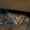 Два сбежавших котенка парализовали метро Нью-Йорка