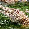 Новозеландцу пришлось две недели прятаться от преследовавшего его крокодила