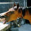В Харькове лошадь едва не откусила 12-летней девочке руку