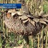 Милиция собрала полторы тонны конопли с поля на Харьковщине