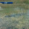 Новозеландца две недели преследовал огромный крокодил