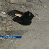 В Алчевске убита девятиклассница. Тело девочки нашли в подвале
