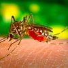 Американский город решили обработать пестицидами для борьбы с вирусом