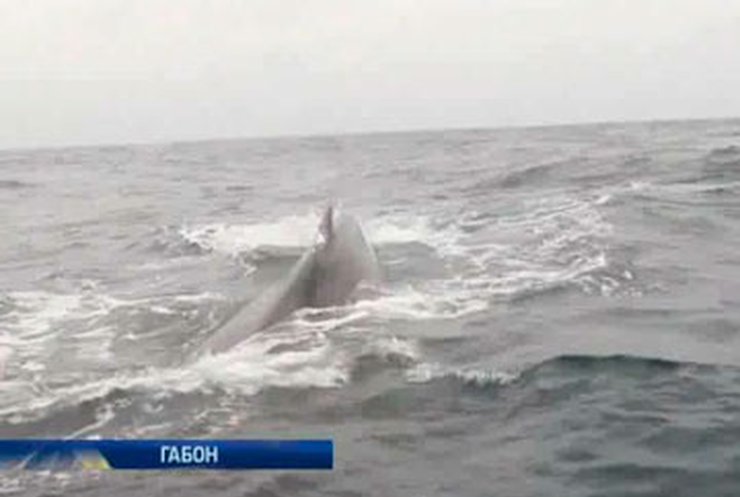 Туристы съезжаются в Габон посмотреть на редких горбатых китов