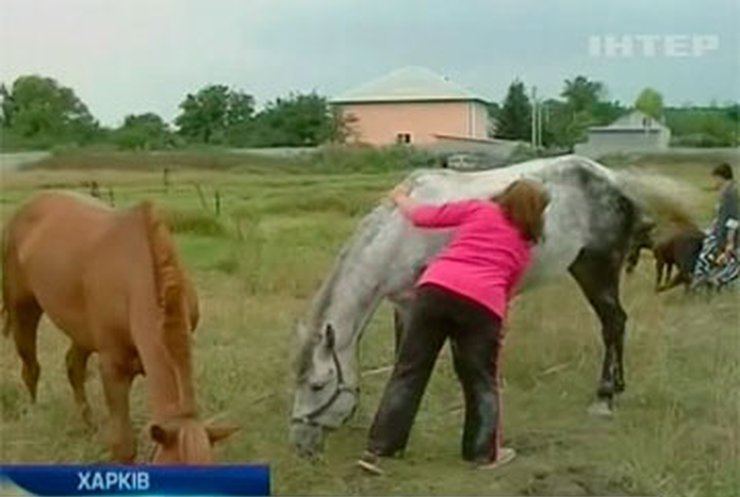 В Харькове девочке грозит ампутация руки из-за укуса лошади