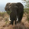 В Танзании слон растоптал американского туриста