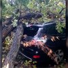 В столице дерево упало на два автомобиля