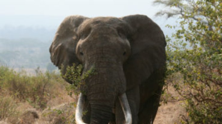 В Танзании слон растоптал американского туриста