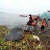 К берегам Филиппин вынесло труп китовой акулы