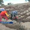 Буковинцы строят экономные дамбы для защиты от стихии
