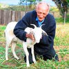 Бразилец решил жениться на своей козе