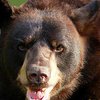 На жителя Ивано-Франковской области напал медведь