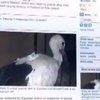 В Египте съели ранее задержаного аиста-шпиона