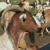 Саудовский фермер продал козла за 3,5 миллиона долларов