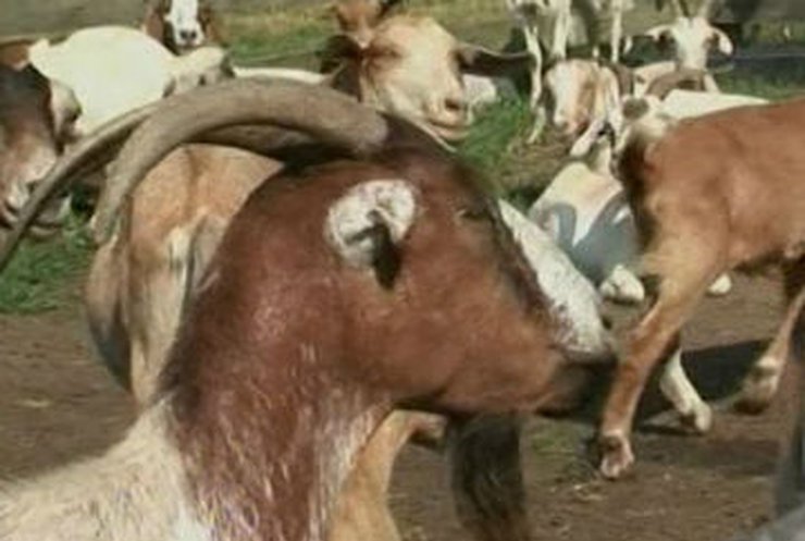 Саудовский фермер продал козла за 3,5 миллиона долларов