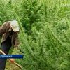 Двое крымчан выращивали коноплю на дачном участке