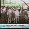 В Индии ученые клонируют коз редкой породы с мягкой шерстью