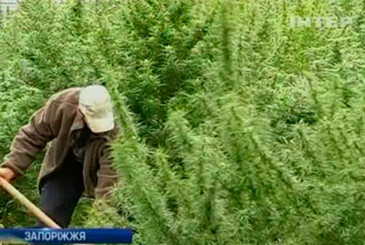 Двое крымчан выращивали коноплю на дачном участке
