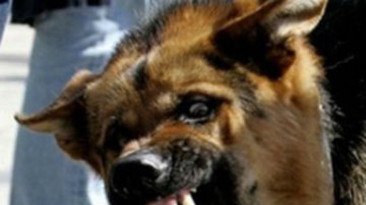 Владельцу собаки, загрызшей на Черкасчине ребенка, дали условное