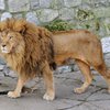 Лев загрыз мужчину в эфиопском зоопарке