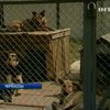 В черкасском приюте для бездомных животных закончился корм