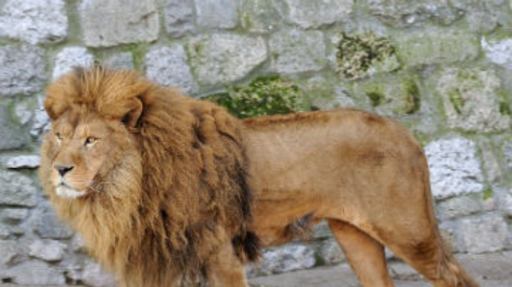 Лев загрыз мужчину в эфиопском зоопарке