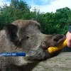 В Чернобыле организовали мини-зоопарк из спасенных от пожаров животных