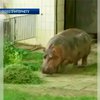 Гиппопотам из Киевского зоопарка оказался самым старым в мире