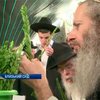 Иудеи отмечают Суккот