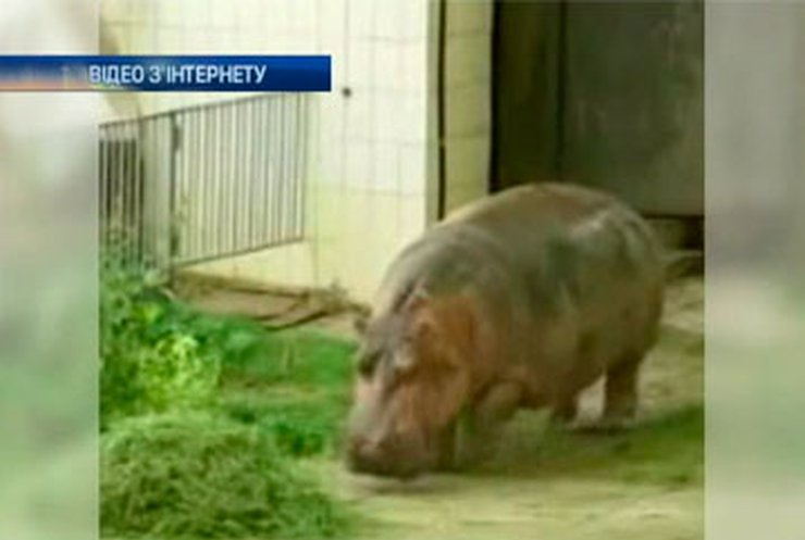 Гиппопотам из Киевского зоопарка оказался самым старым в мире